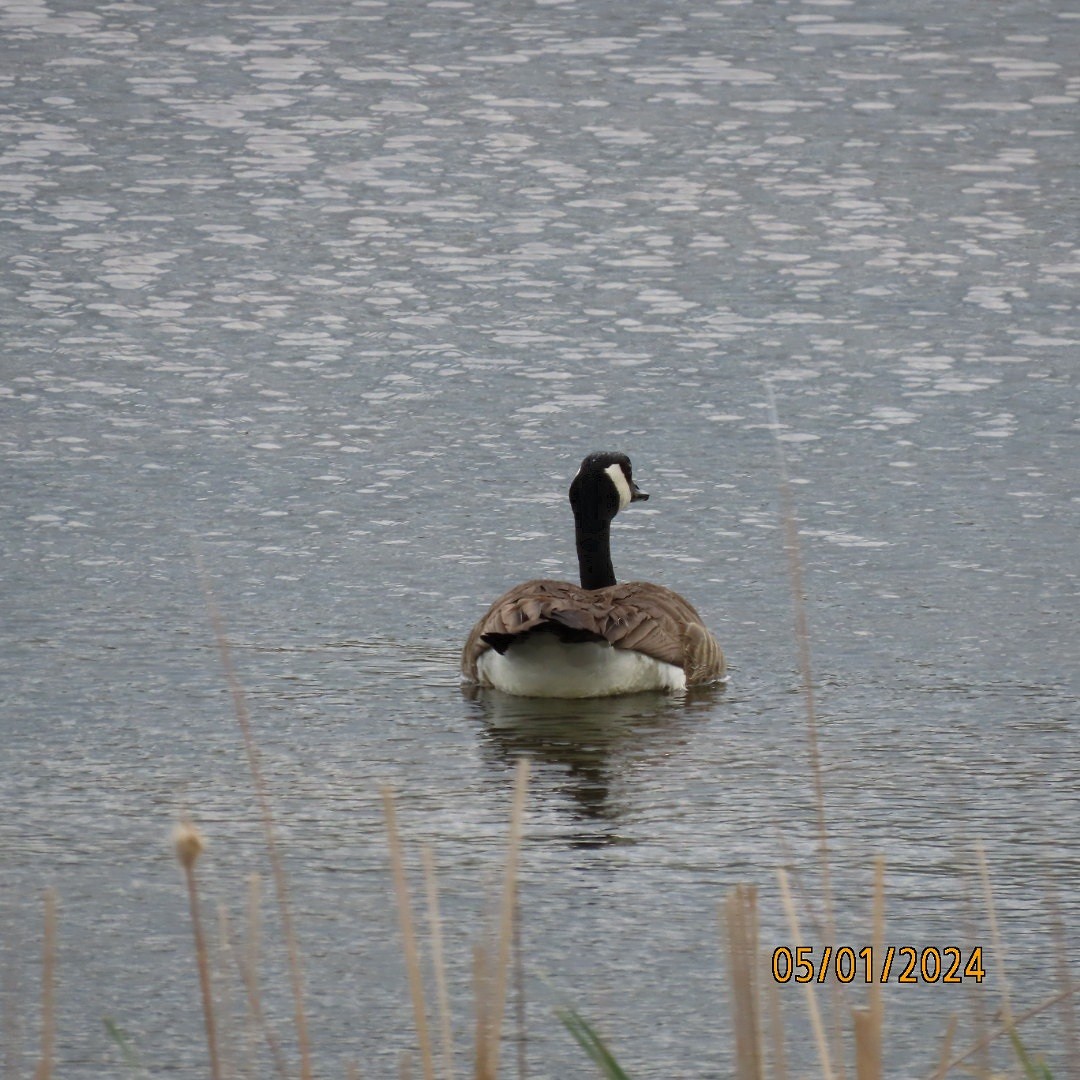 Canada Goose - Anonymous