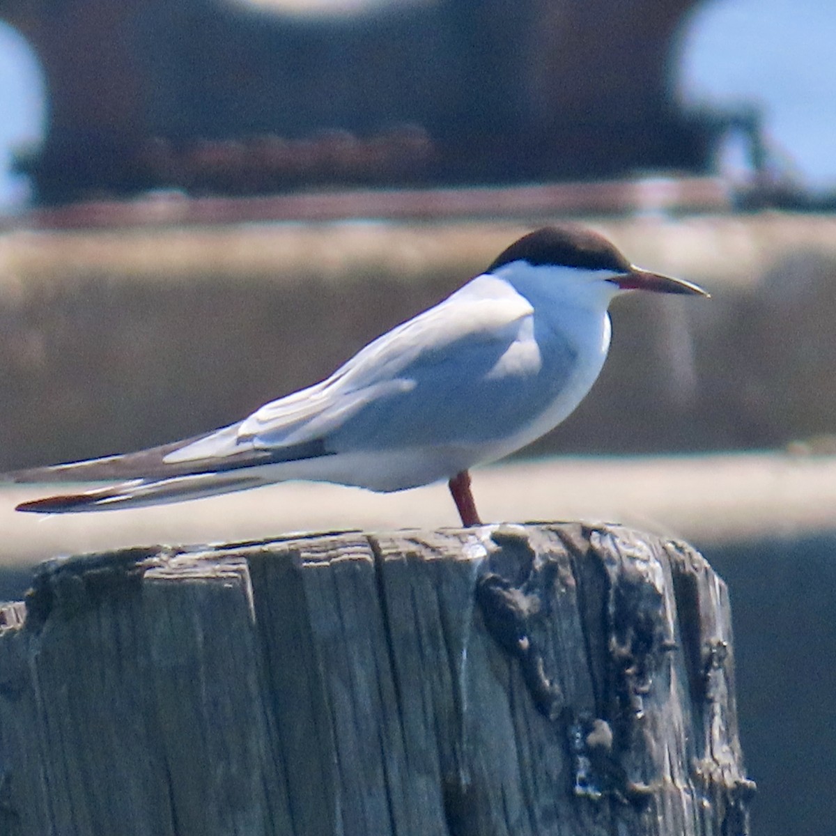 Common Tern - Richard Fleming