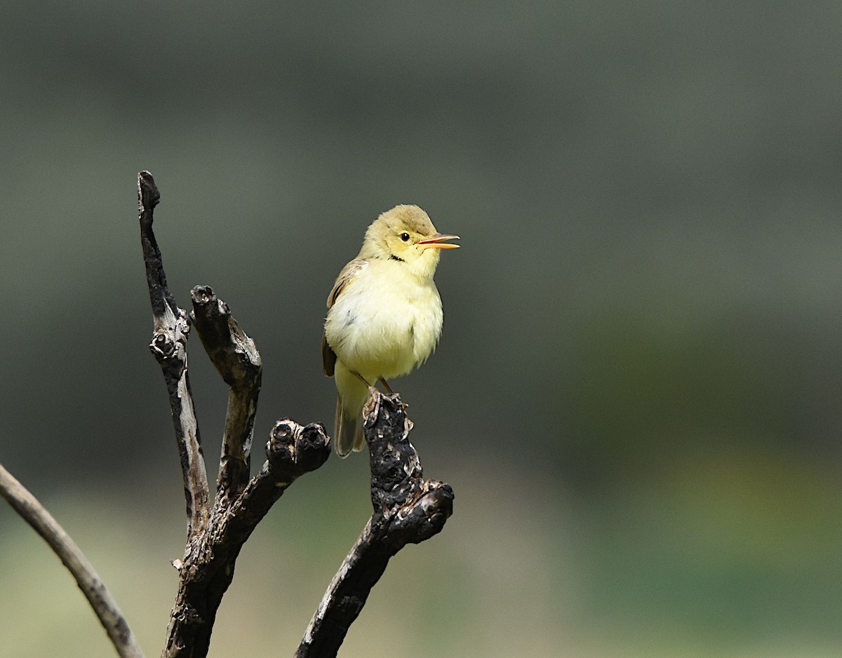 Melodious Warbler - Isabel Gómez Carrasco