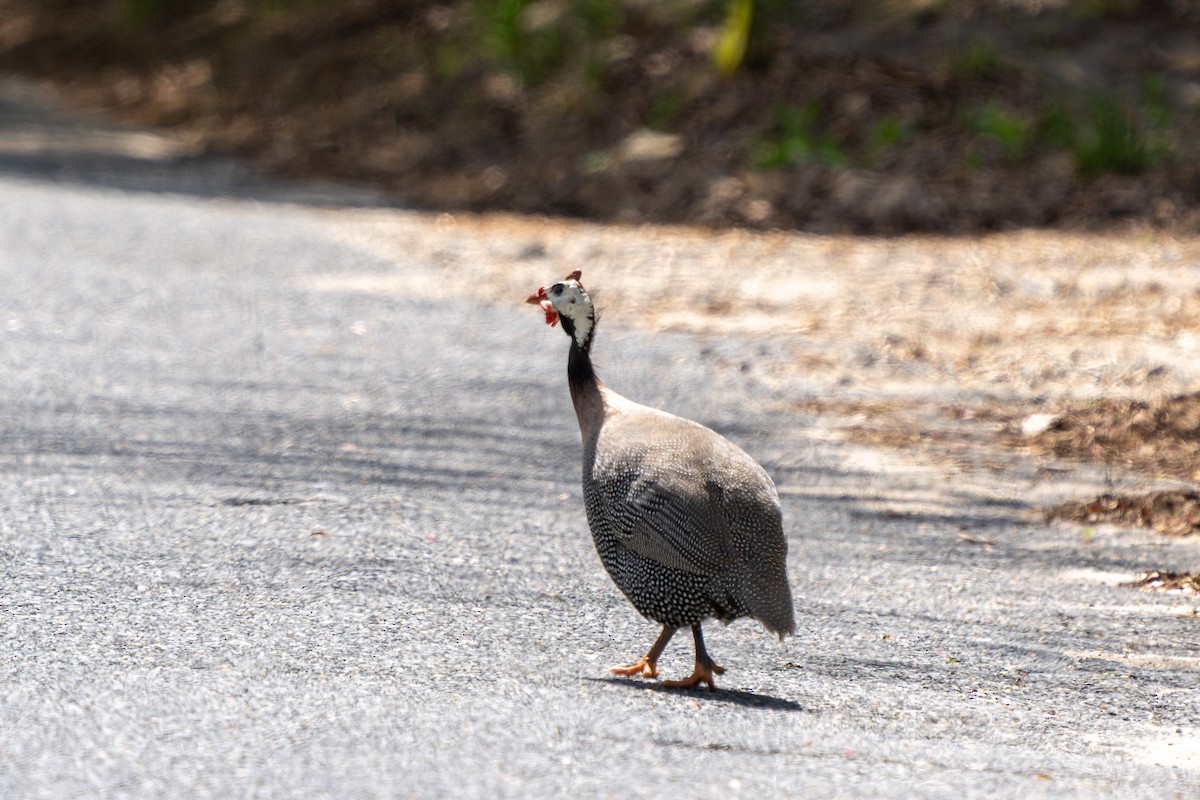 Helmeted Guineafowl - Eric Stone