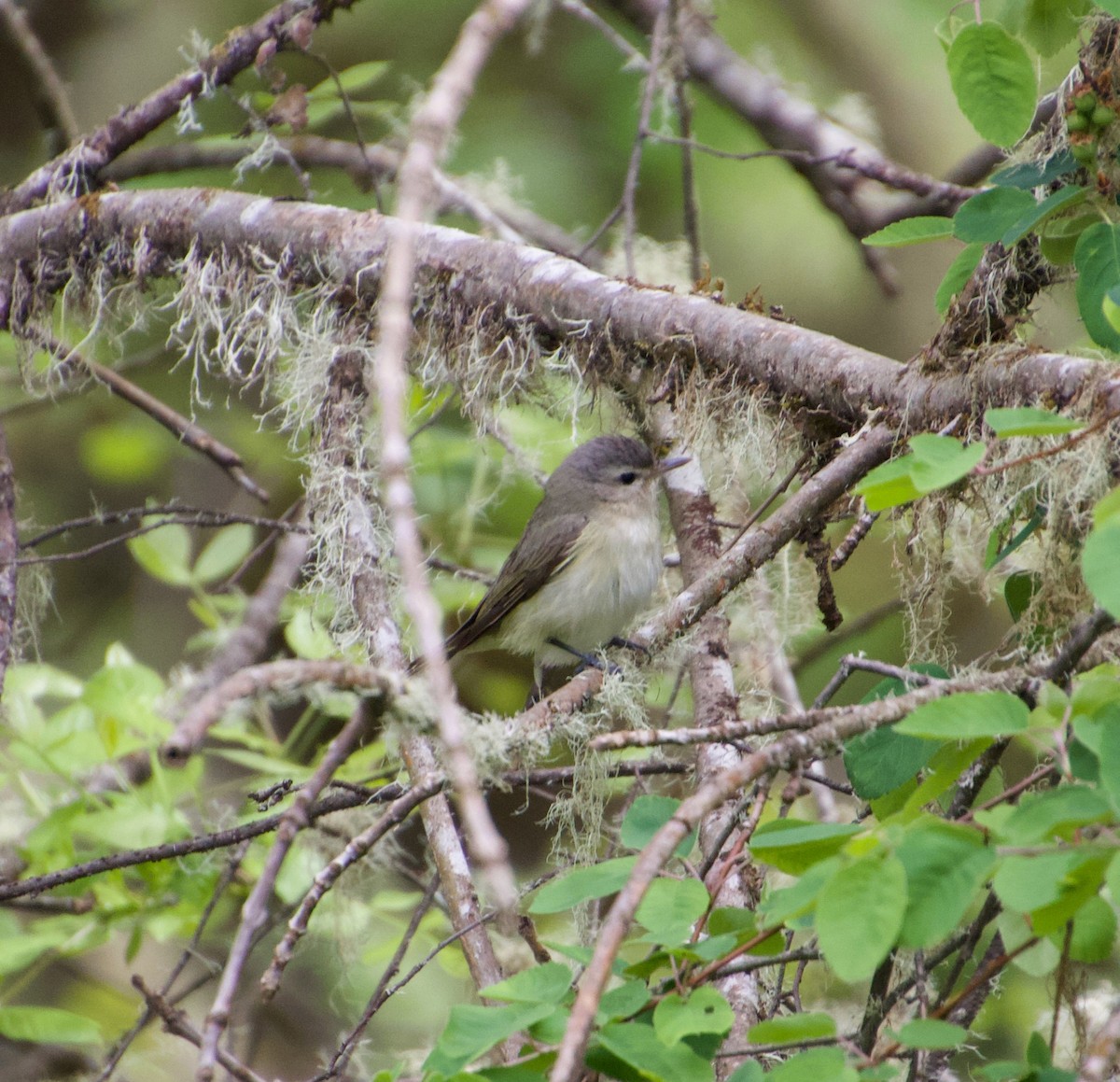 Warbling Vireo - Julian Moulton