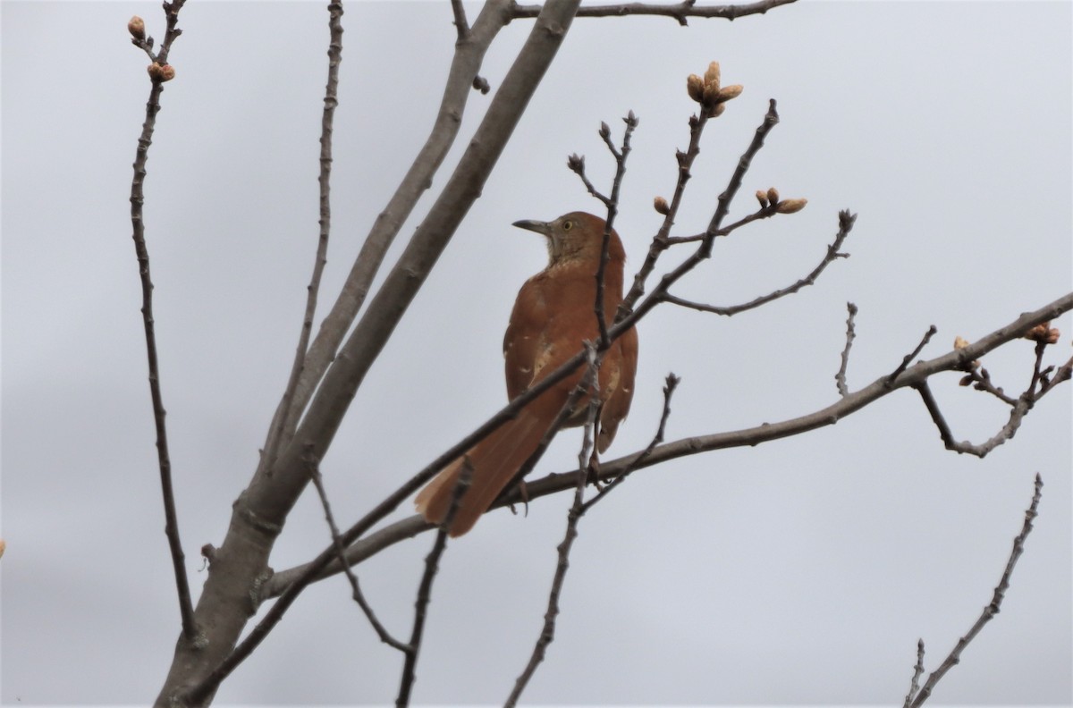 Brown Thrasher - Daniel Laforce