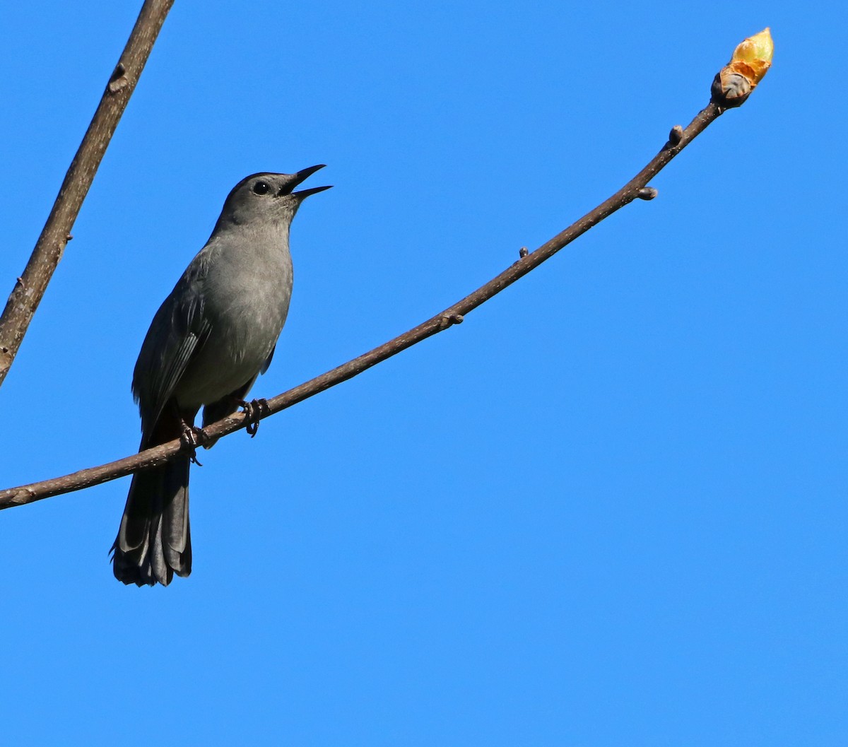 Pájaro Gato Gris - ML618287011