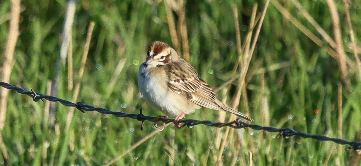 Lark Sparrow - robert bowker