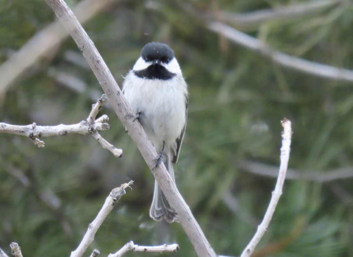 Black-capped Chickadee - Meg Reck