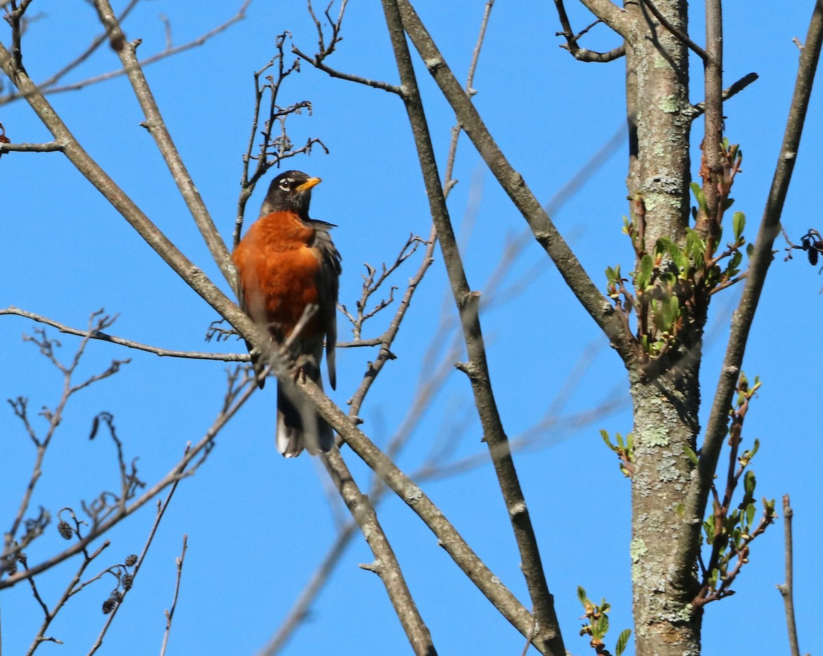 American Robin - ML618287020