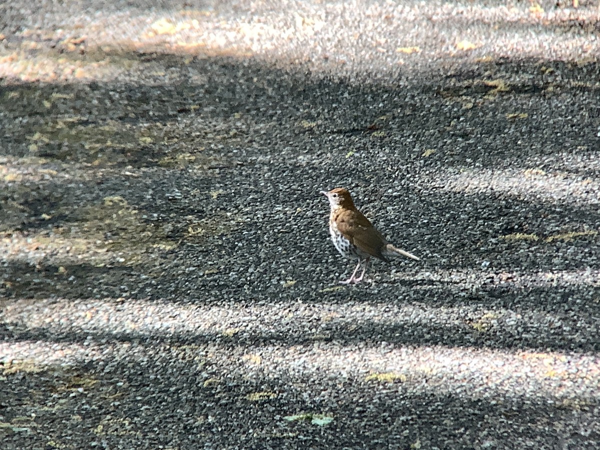 Wood Thrush - Vivian Young