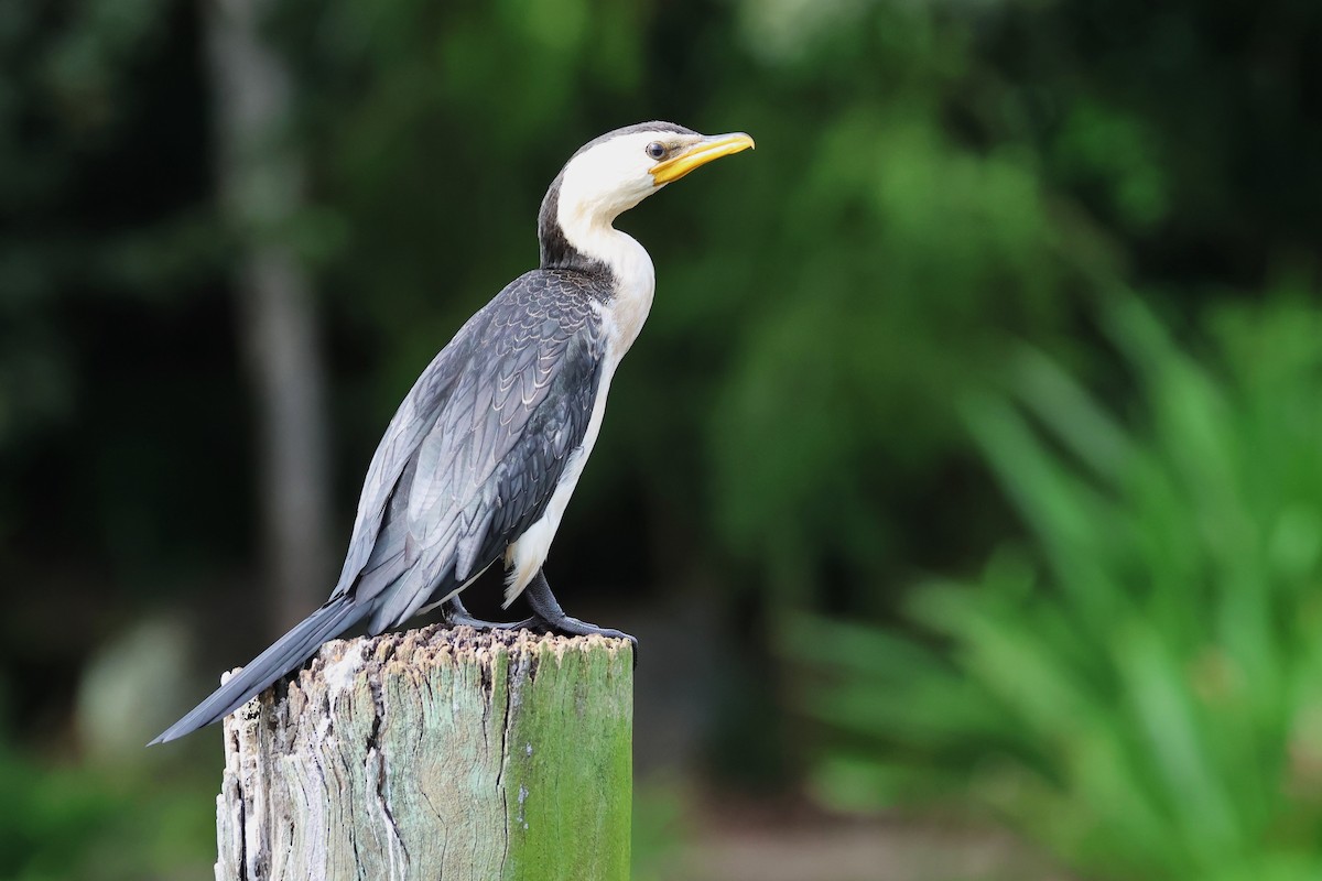 Little Pied Cormorant - Mark and Angela McCaffrey