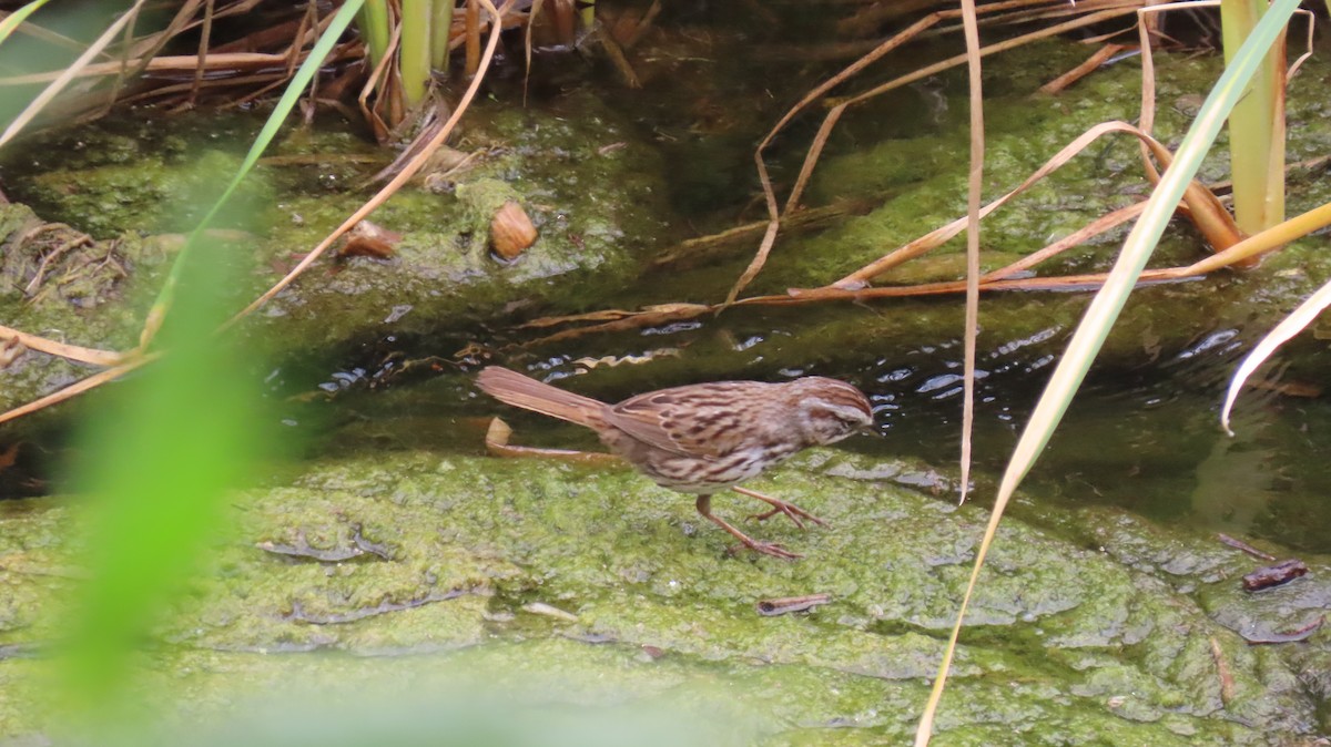 Song Sparrow - Brian Nothhelfer