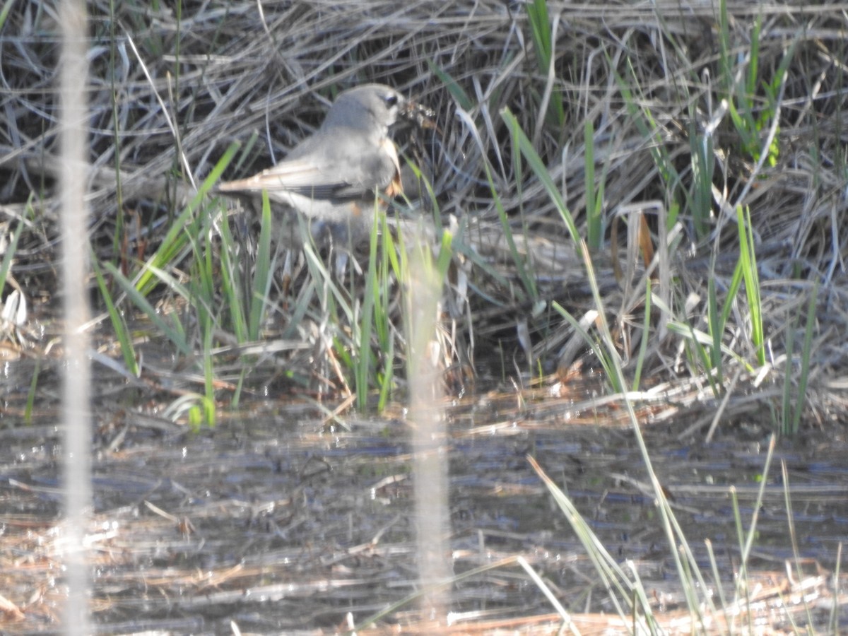 Hermit Thrush - Victoria Vosburg