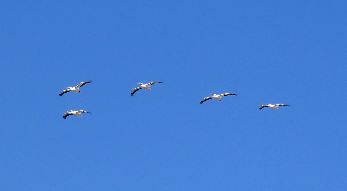 American White Pelican - Ruth Gravance