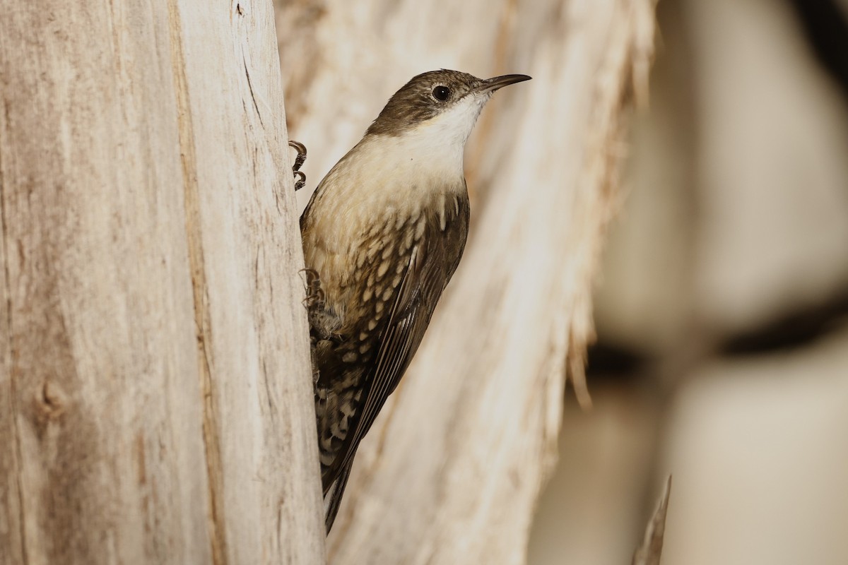 White-throated Treecreeper (White-throated) - ML618287073