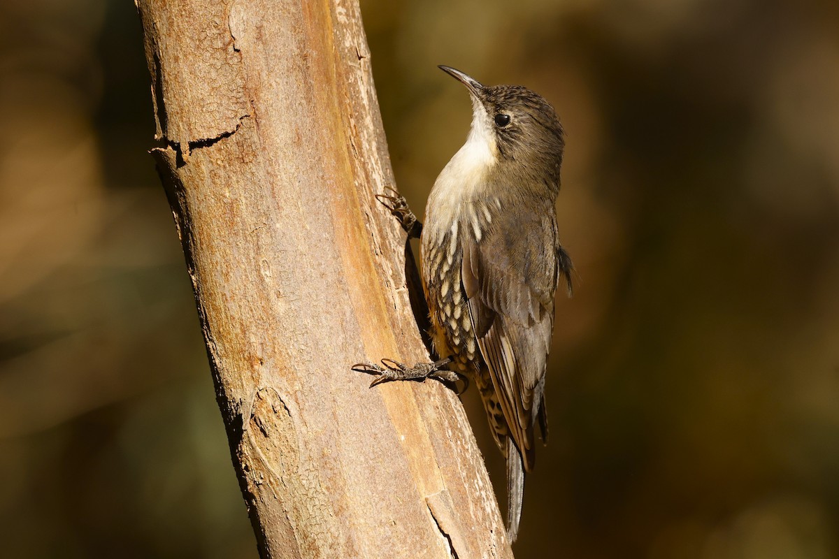 White-throated Treecreeper (White-throated) - ML618287077