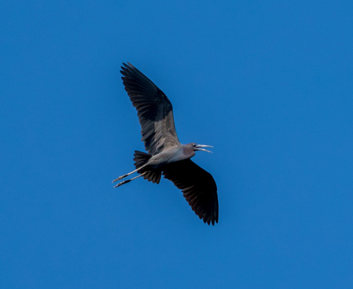 Little Blue Heron - Peter Galvin