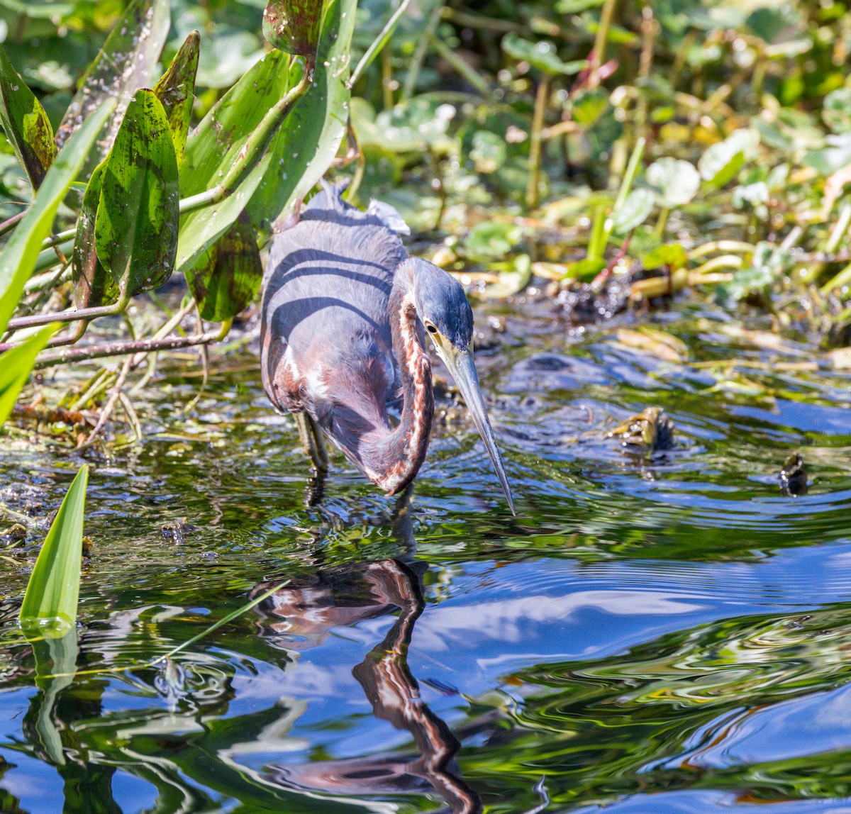 Little Blue Heron - ML618287089