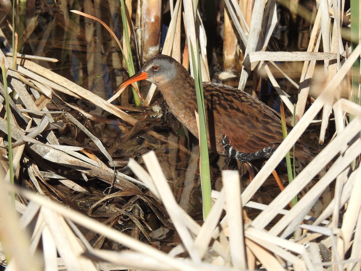 Virginia Rail - Victoria Vosburg