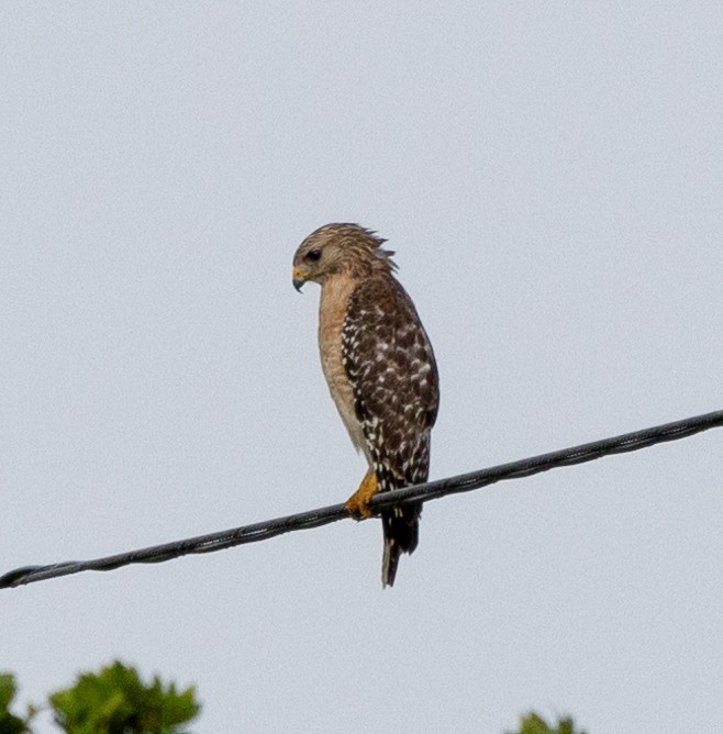 Red-shouldered Hawk (extimus) - Peter Galvin