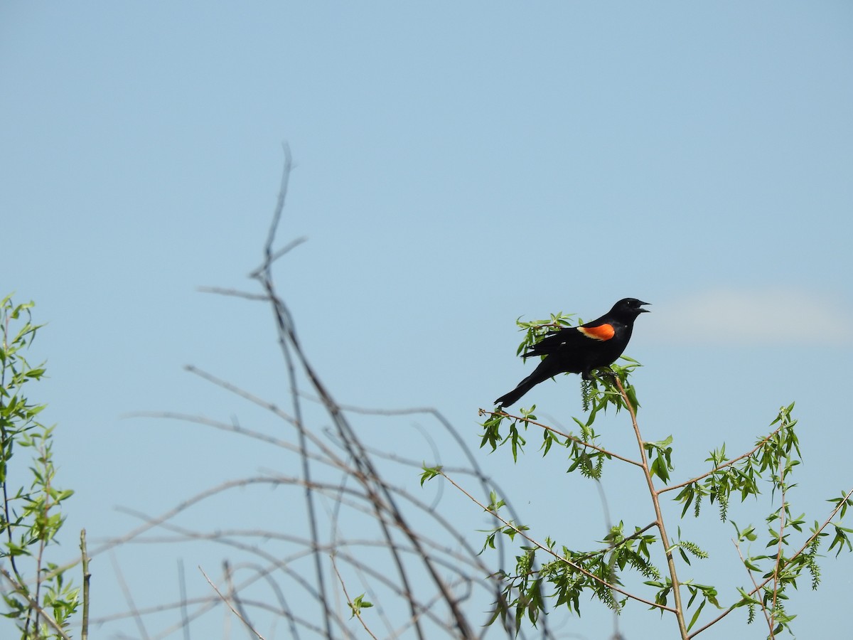 Red-winged Blackbird - Ron Marek