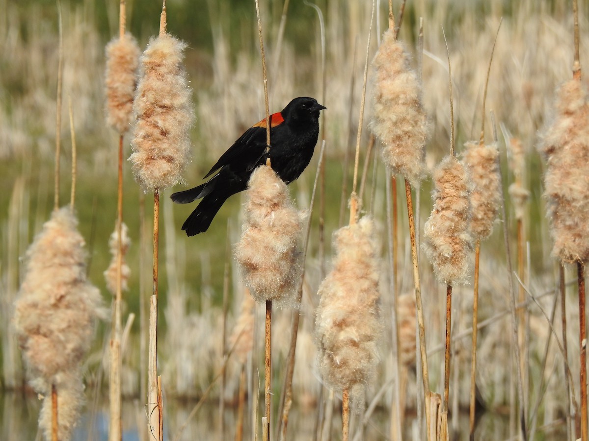 Red-winged Blackbird - Victoria Vosburg