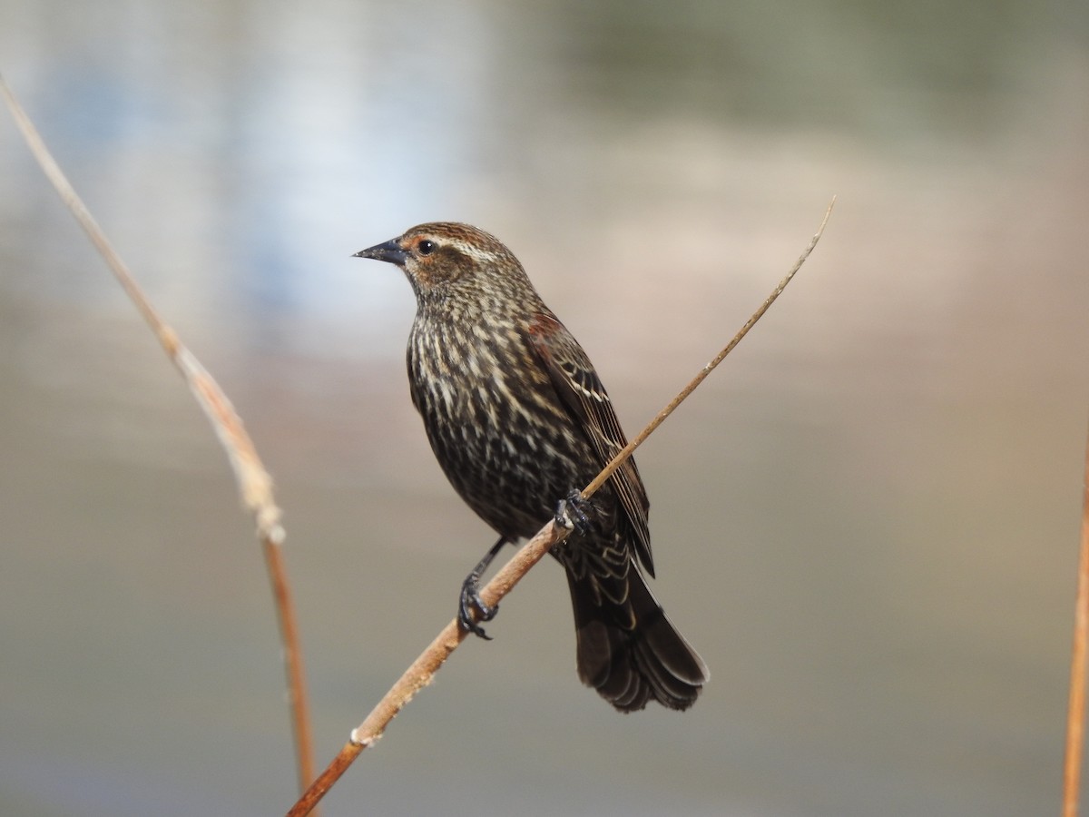 Red-winged Blackbird - Victoria Vosburg