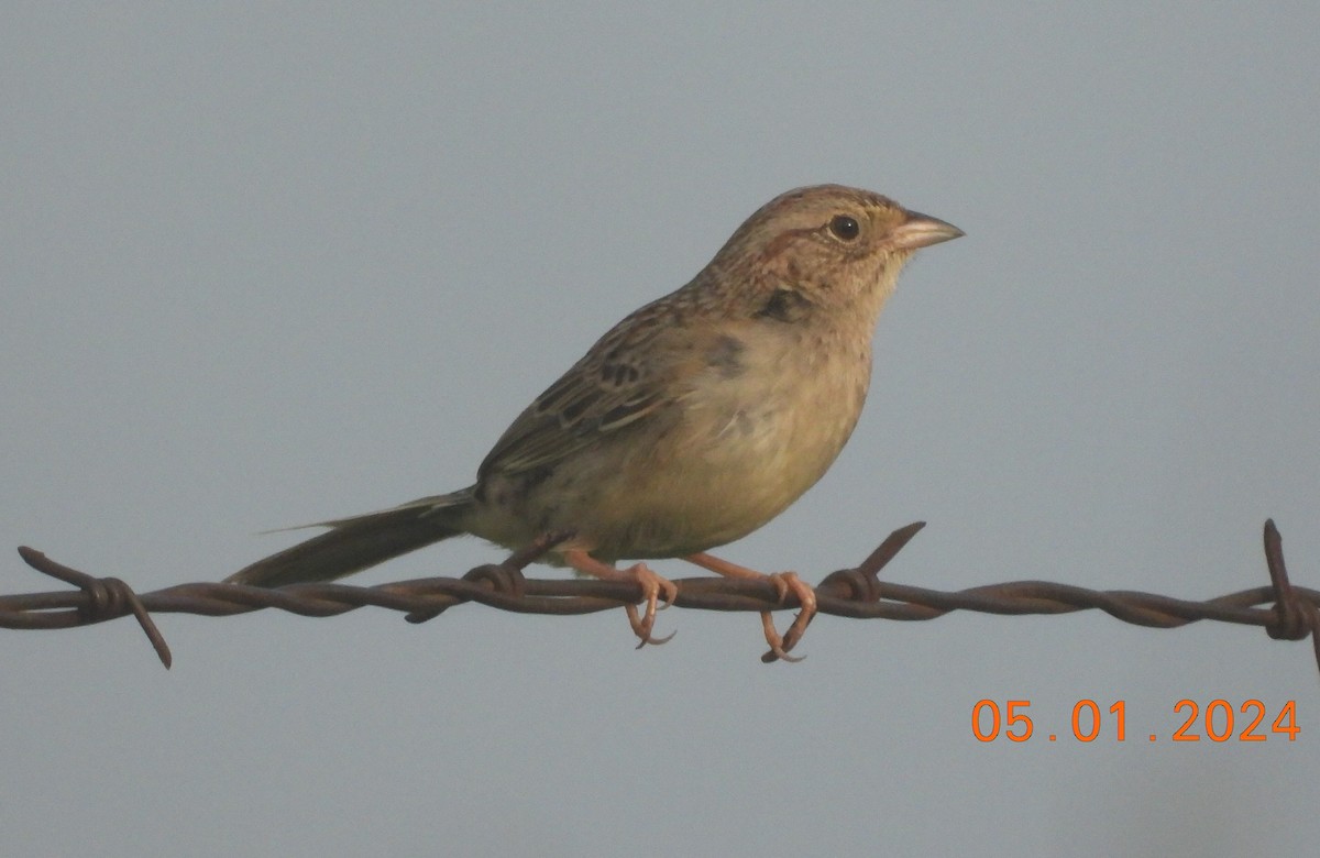 Cassin's Sparrow - Shiela Shallcross