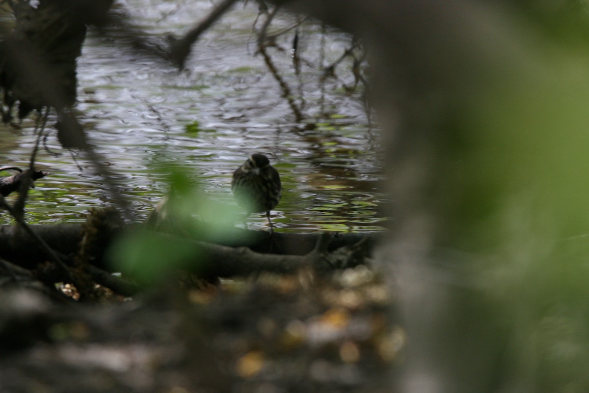 Louisiana/Northern Waterthrush - ML618287176