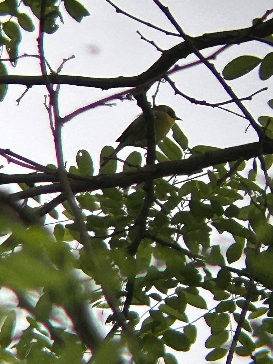 Common Yellowthroat - ML618287179