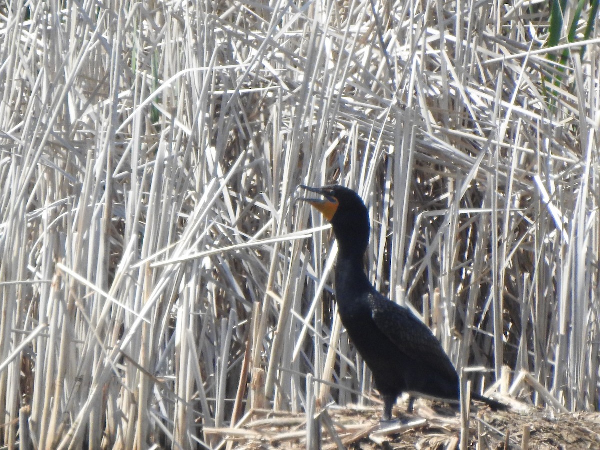 Double-crested Cormorant - Ron Marek