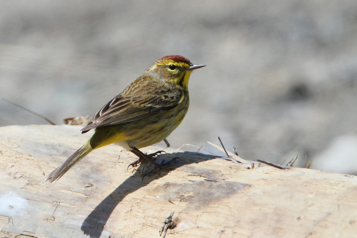 Palm Warbler - Gerard Proulx