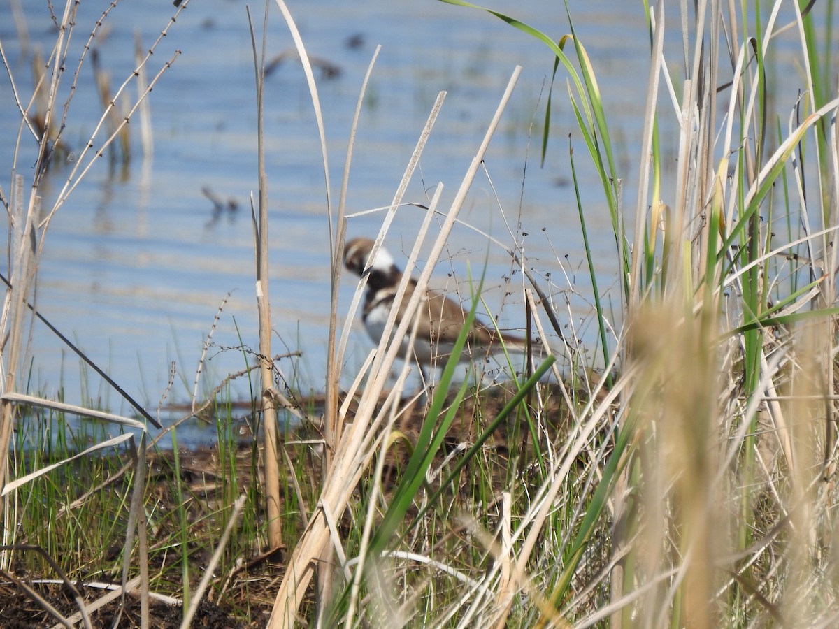 Killdeer - Ron Marek