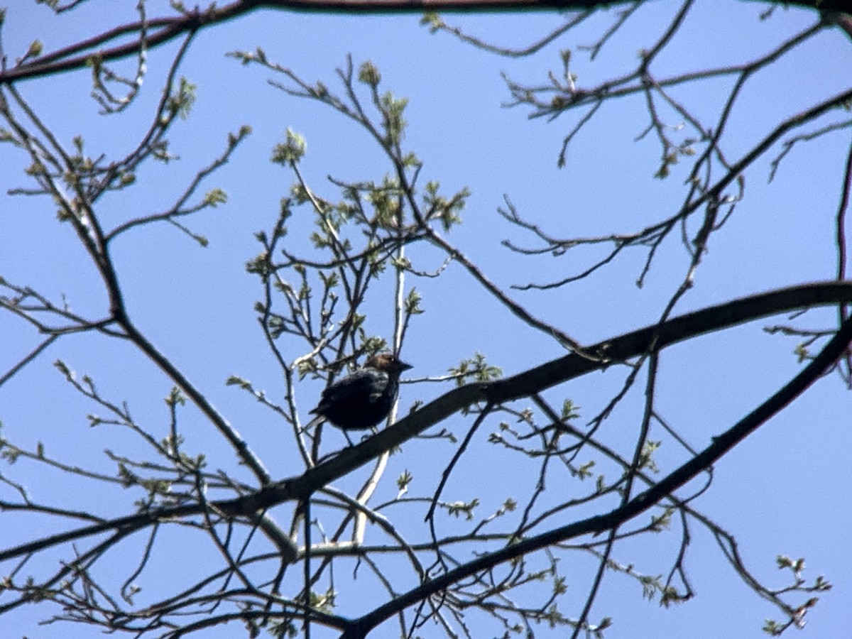 Brown-headed Cowbird - Vivian Young