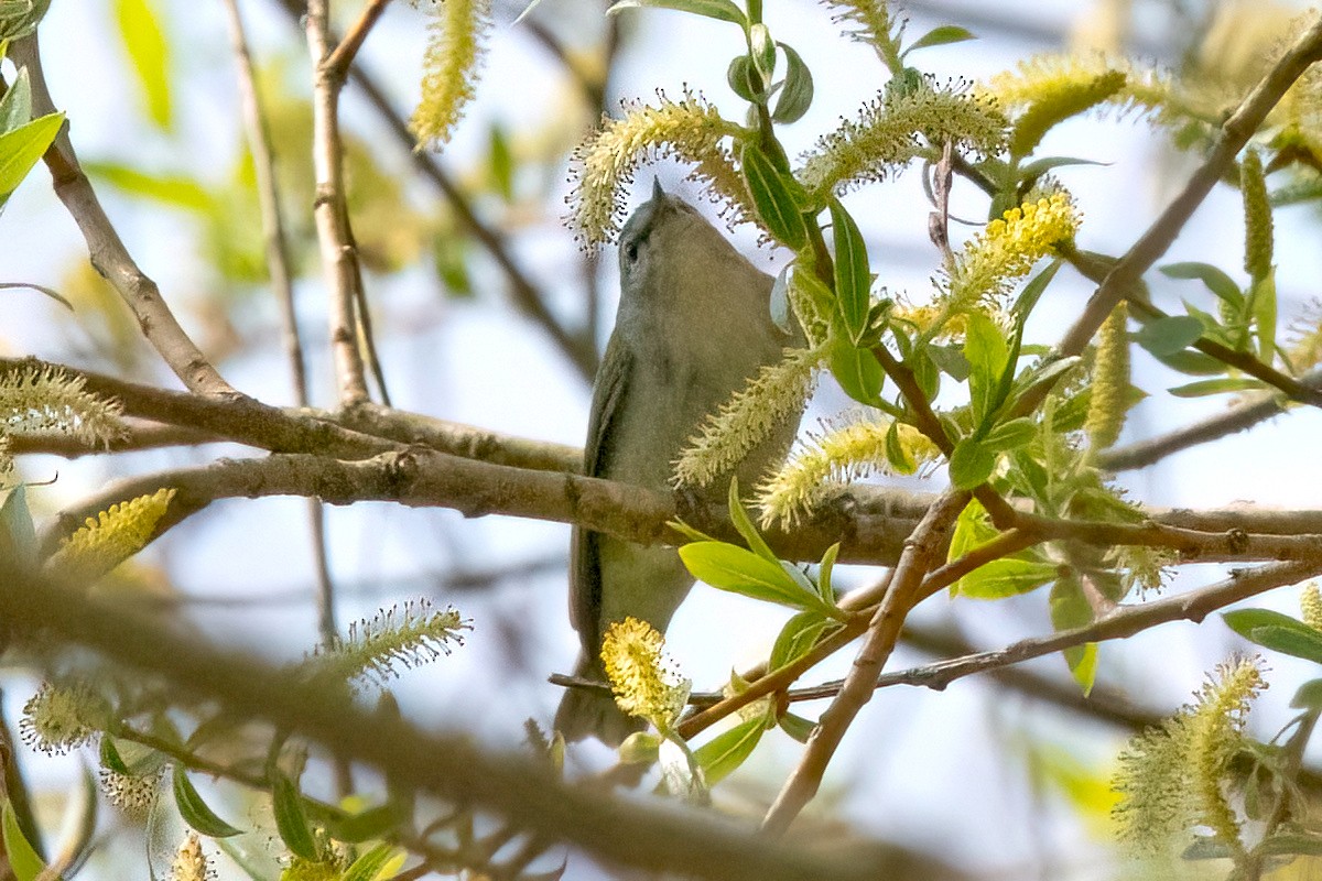 Tennessee Warbler - ML618287224