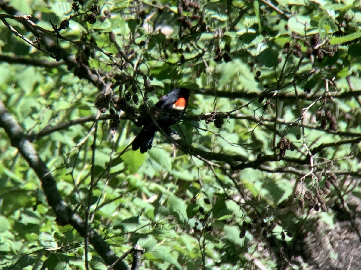 Red-winged Blackbird - Vivian Young