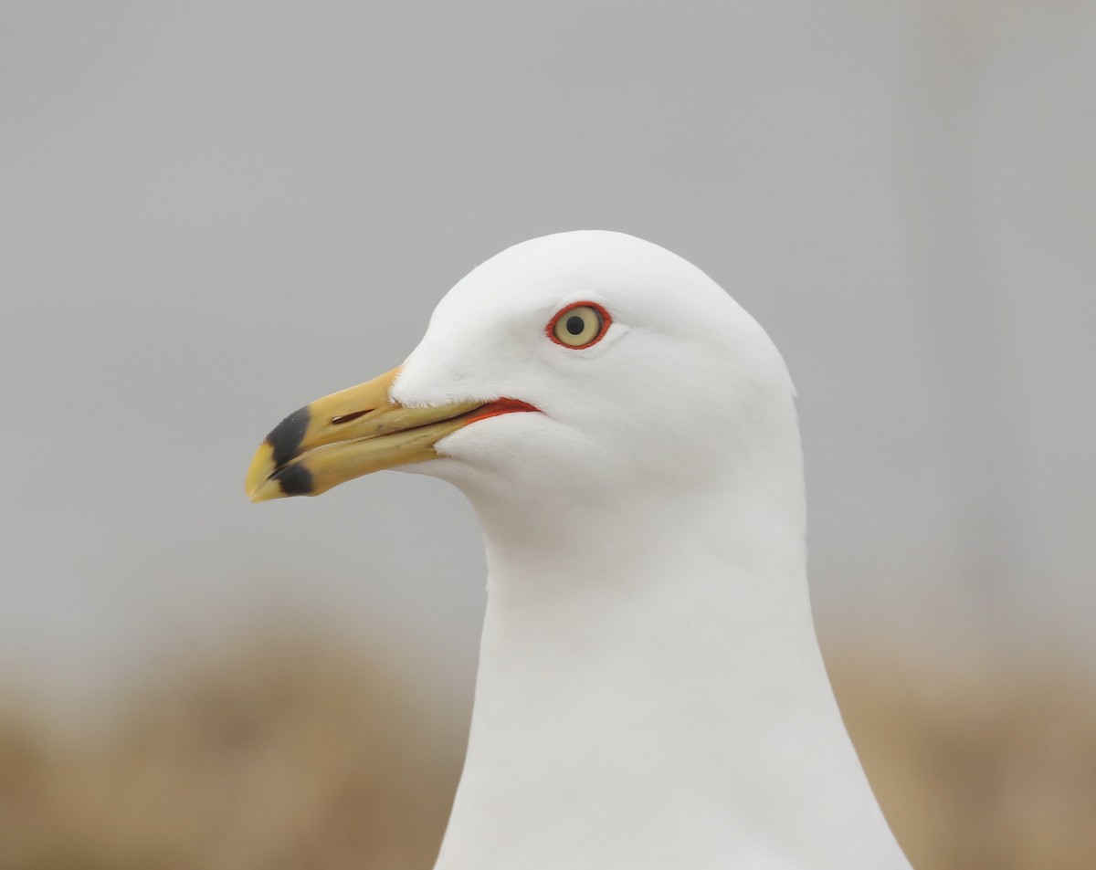 Ring-billed Gull - Denise  McIsaac