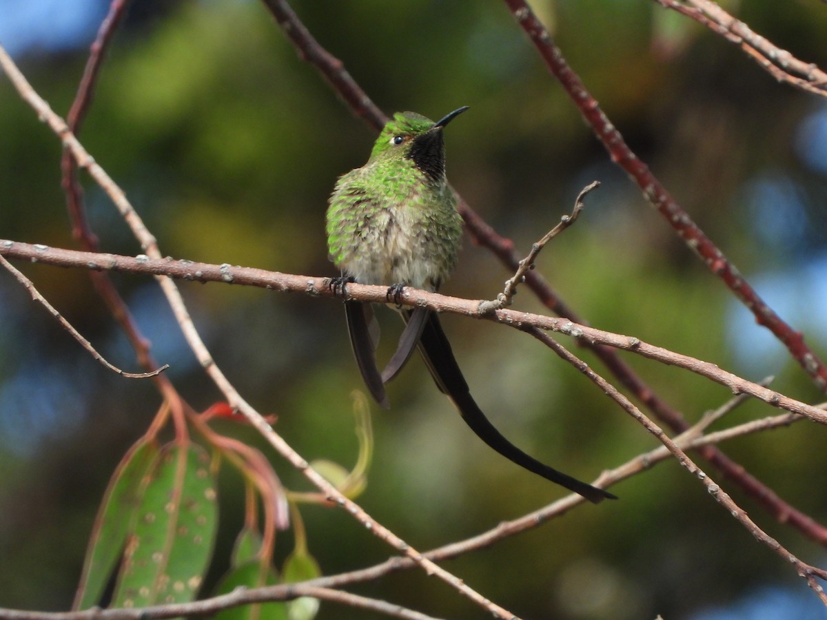 Black-tailed Trainbearer - ML618287258