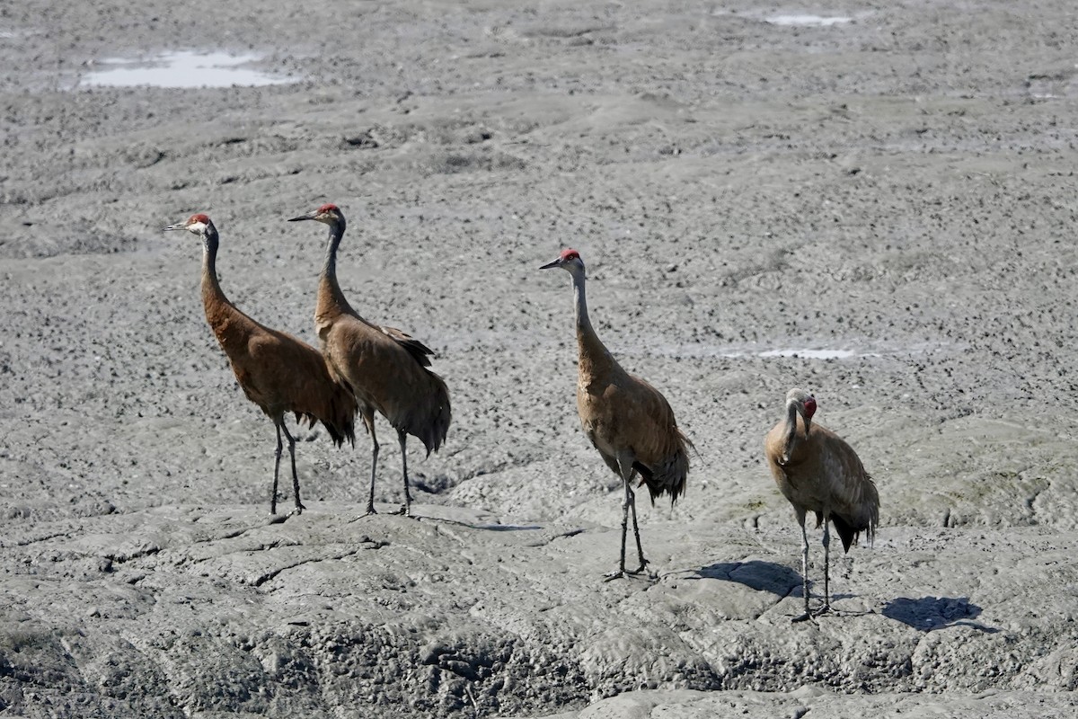 Sandhill Crane - Kenna Sue Trickey