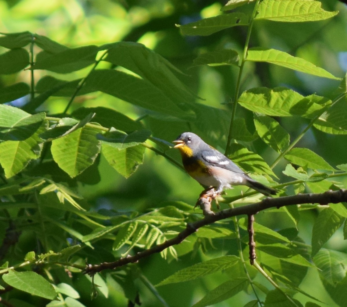 Northern Parula - Ryan Wanden