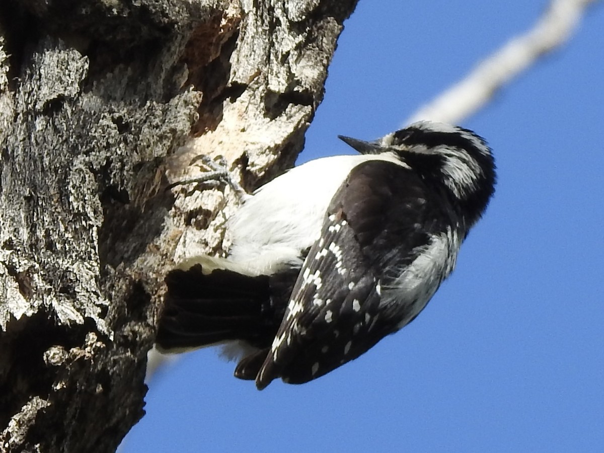 Downy Woodpecker - Victoria Vosburg