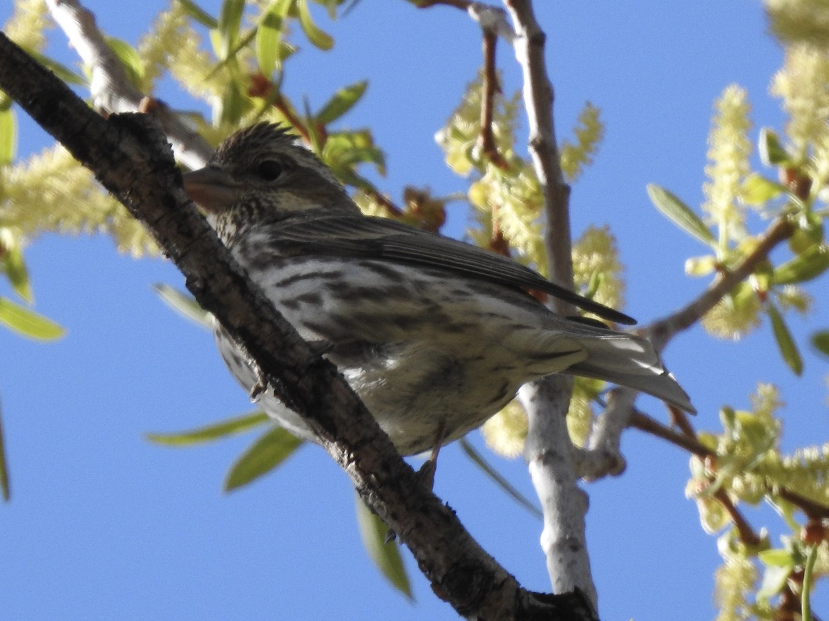 Cassin's Finch - Victoria Vosburg