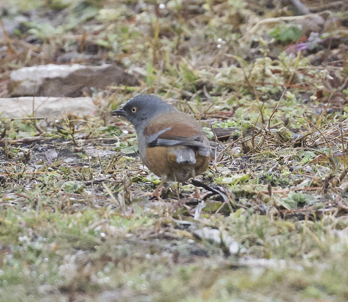 Maroon-backed Accentor - ML618287348