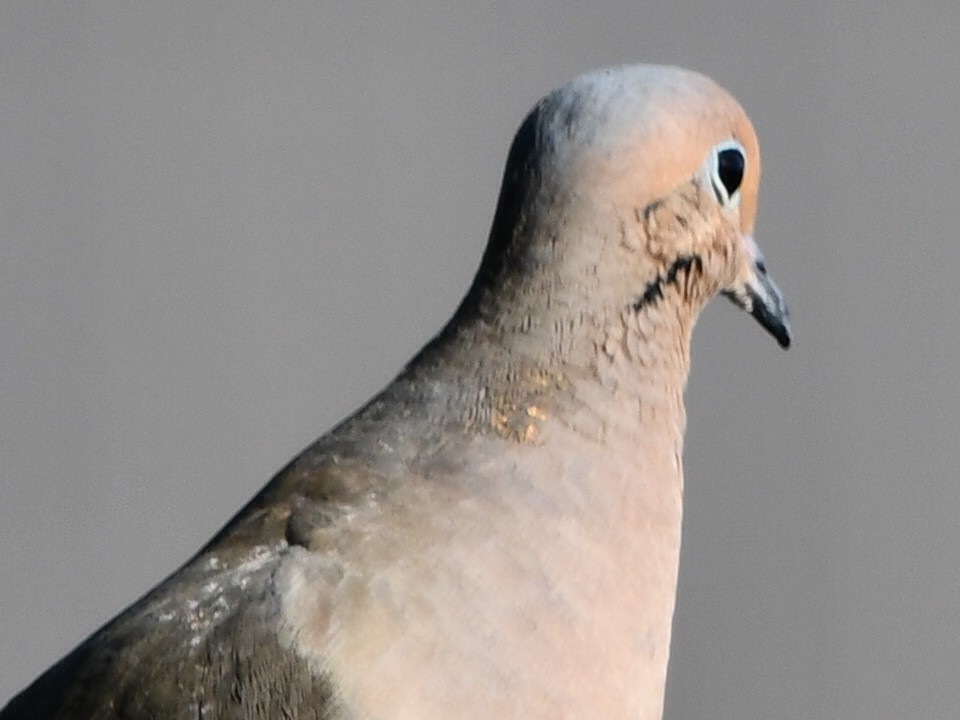 Mourning Dove - Ryan Rupp