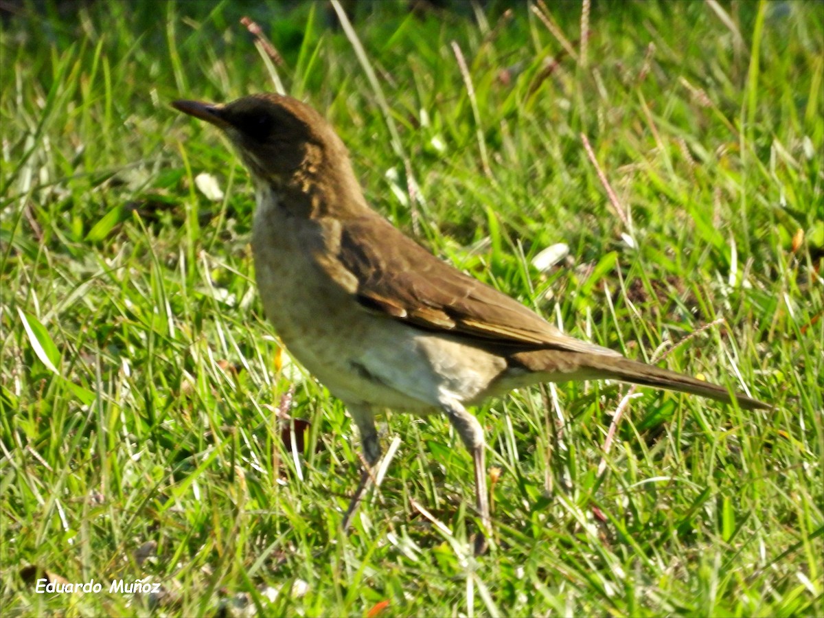 Creamy-bellied Thrush - Hermann Eduardo Muñoz