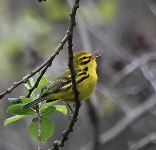 Prairie Warbler - Kim Westcott