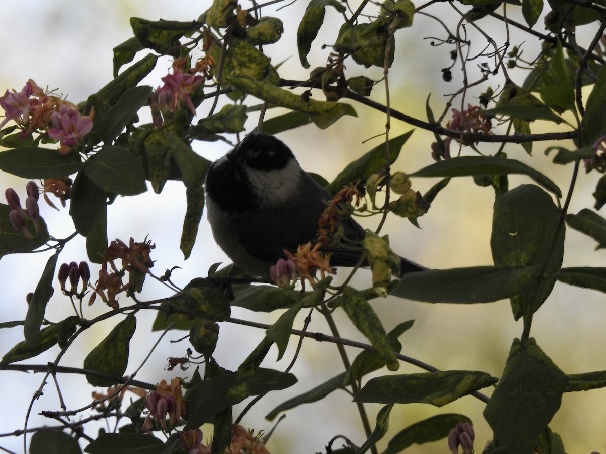 Mountain Chickadee - Victoria Vosburg