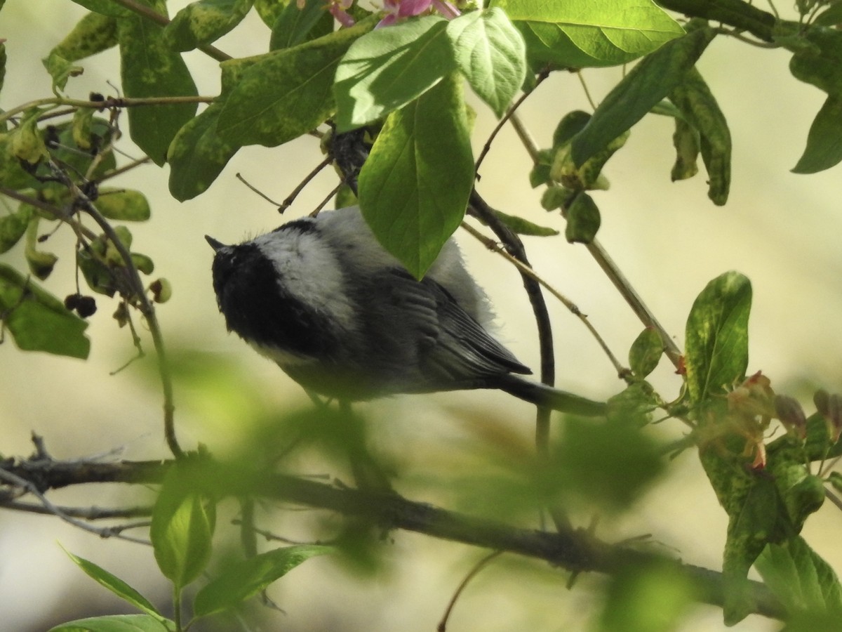 Mountain Chickadee - Victoria Vosburg