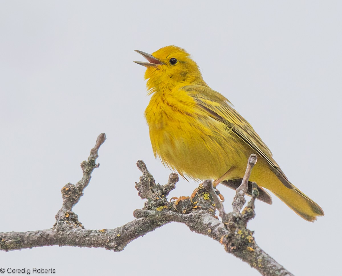 Yellow Warbler - Ceredig  Roberts