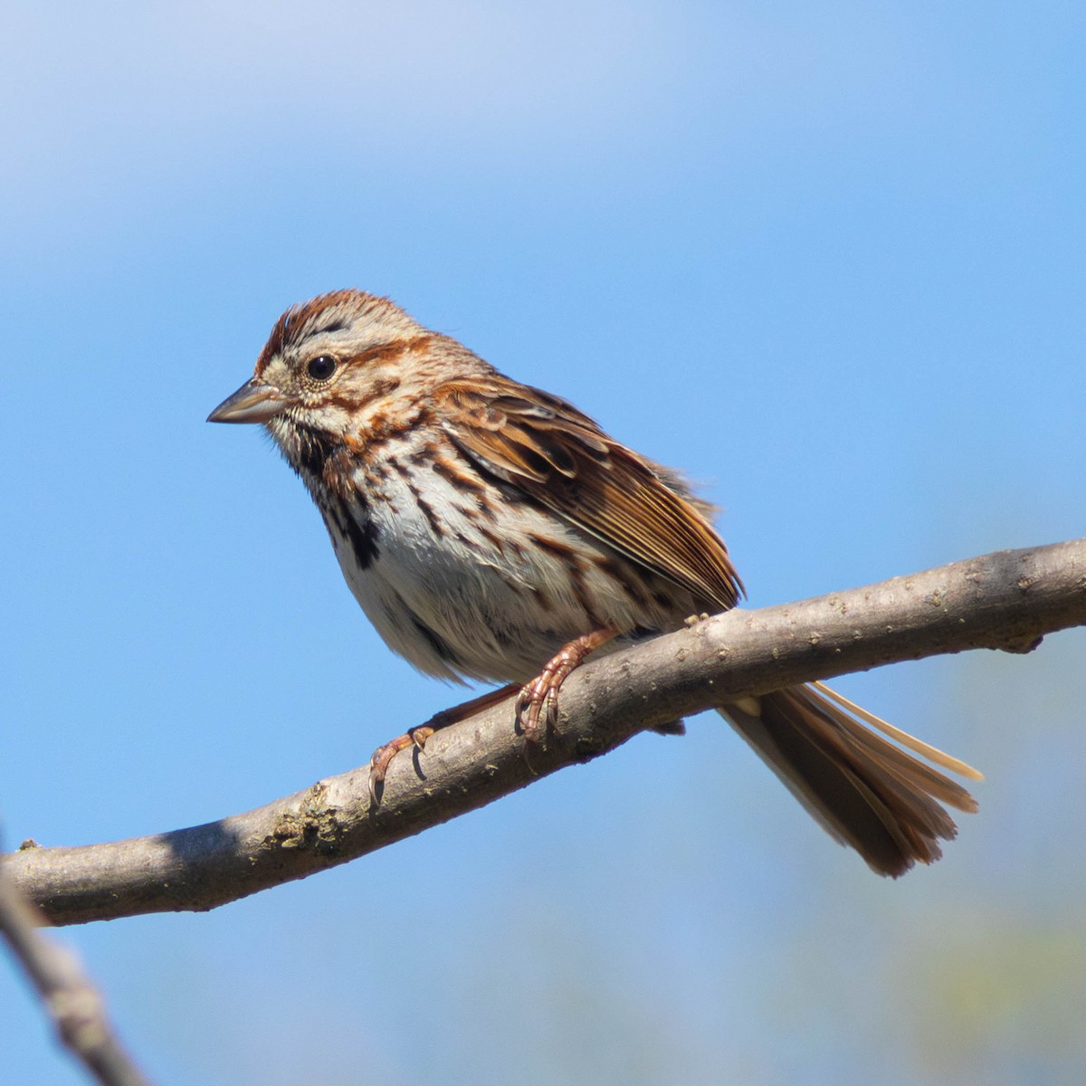 Song Sparrow - Muhtasim  Islam