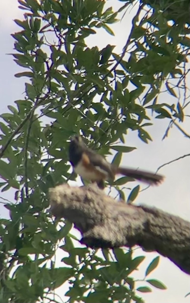 Eastern Towhee - Roland Family