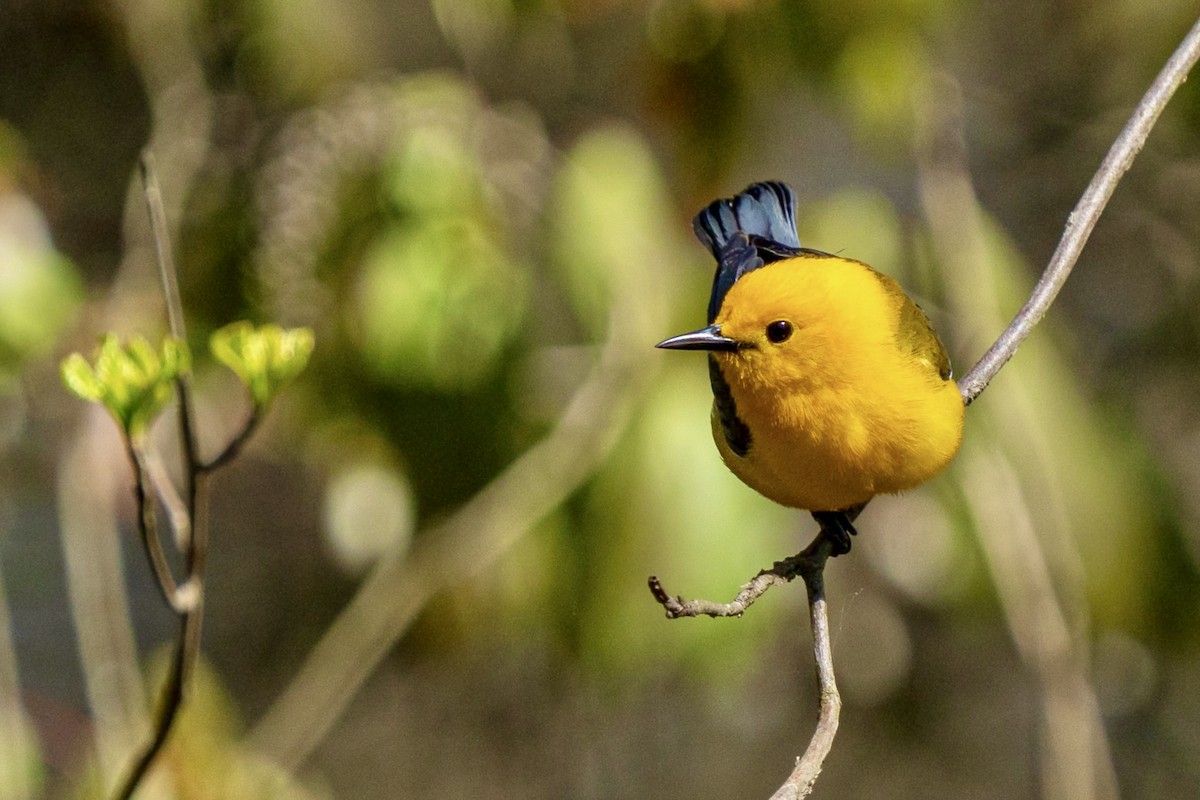 Prothonotary Warbler - Steven Szablowski