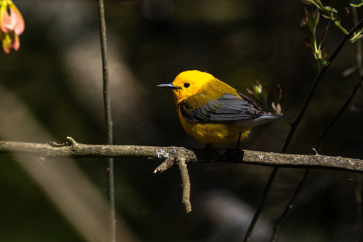 Prothonotary Warbler - Steven Szablowski